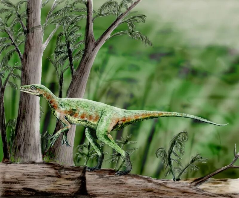 Eoraptor lunensis. Эораптор. Эораптор динозавр. Ставрикозавр динозавр. Эораптор.