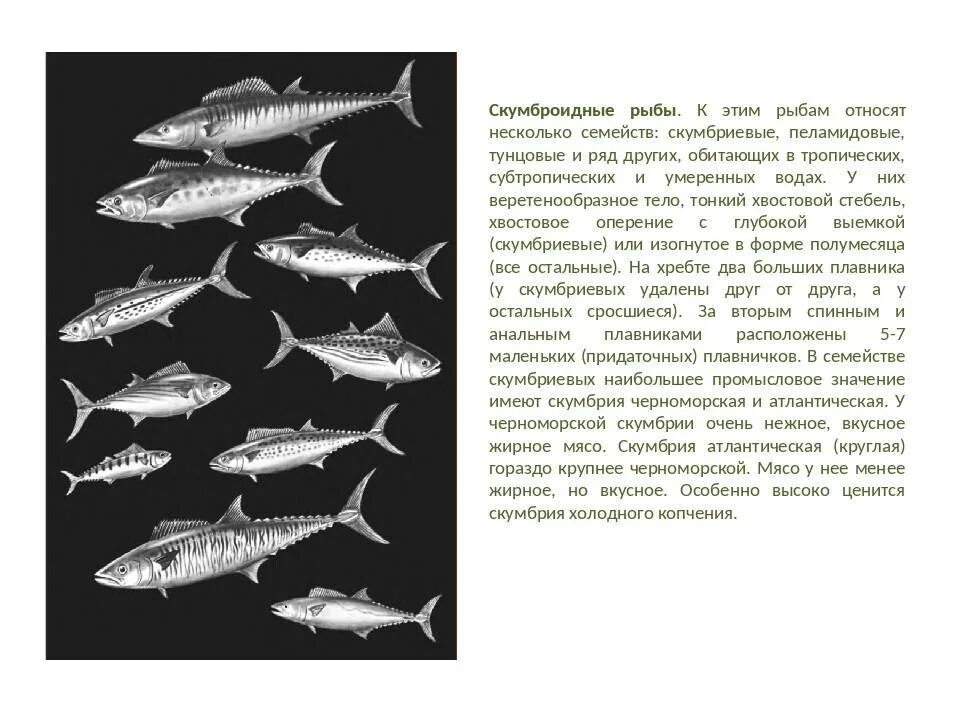 Промысловые группы рыб. Рыба семейства скумбриевых. Скумбриевые рыбы представители. Основные семейства промысловых рыб Товароведение. Семейство скумбриевых скумбрия характеристика.