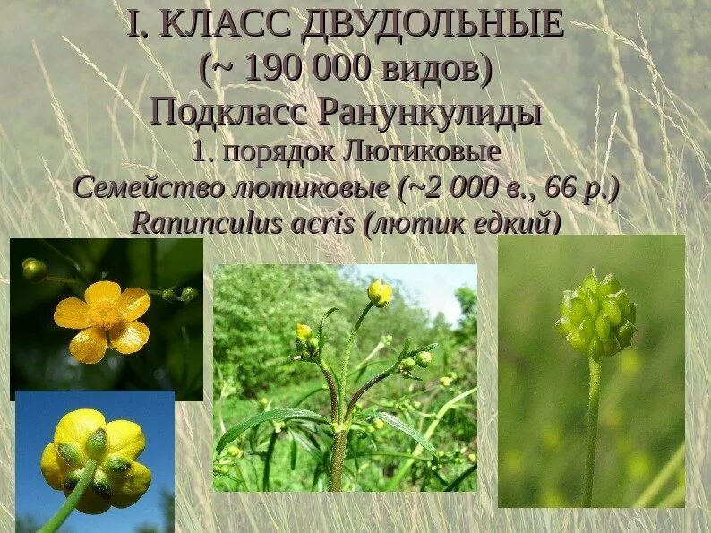 Лютиковые эволюция околоцветника. Двудольные растения лютиковые. Семейство лютиковые диаграмма цветка. Лютик едкий семейство. Двудольные растения лютиковые.