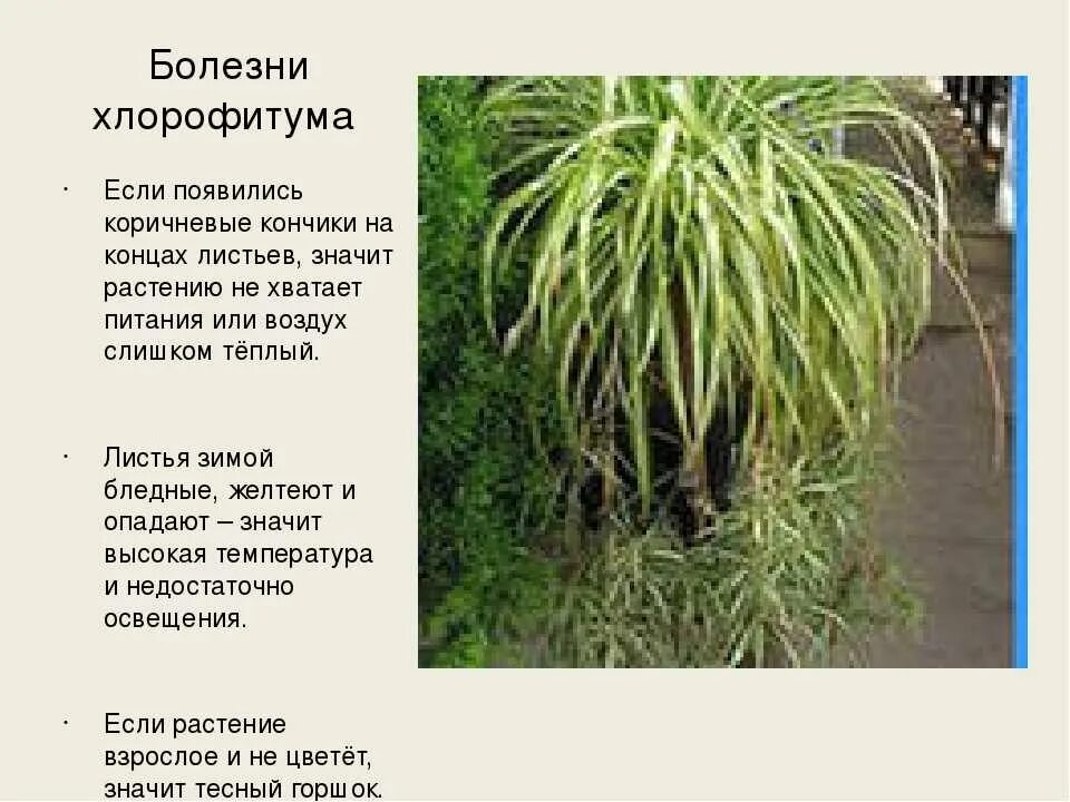Хлорофитум сохнут кончики листьев. Хлорофитум сохнут кончики. у хлорофитума сохнут кончики листьев. хлорофитум корневища. желтеют кончики листьев у хлорофитума.