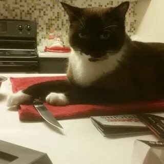 Кот который хотел