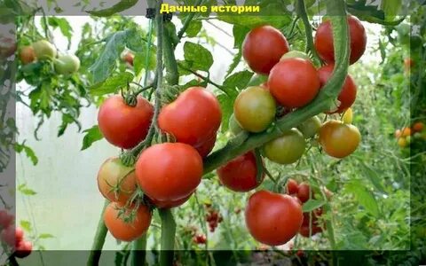 Помидоры устойчивые к фитофторе