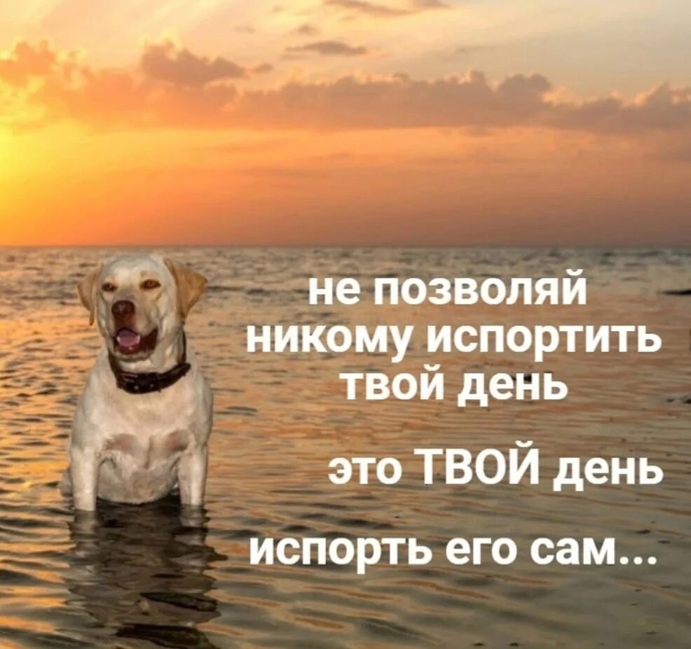 Никогда никому не рассказывай и не доверяй. Цитаты про трудоголиков смешные. Пока не видит. Я пока никому не даю. Я пока никому не даю.