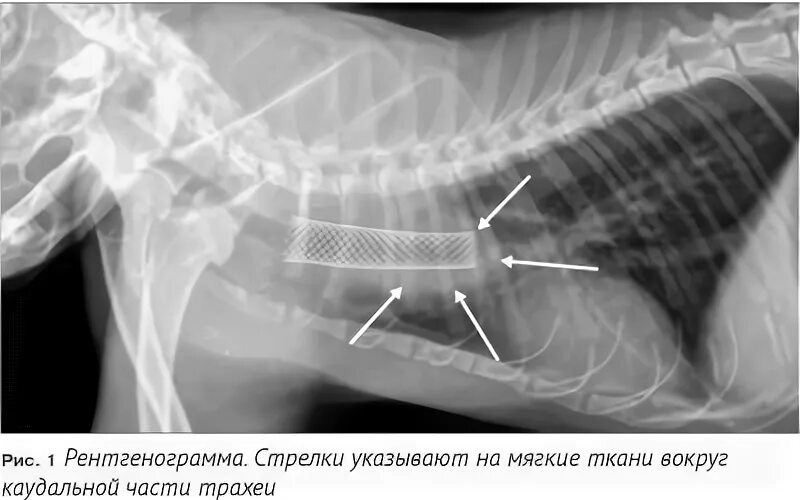 Трахея у кота