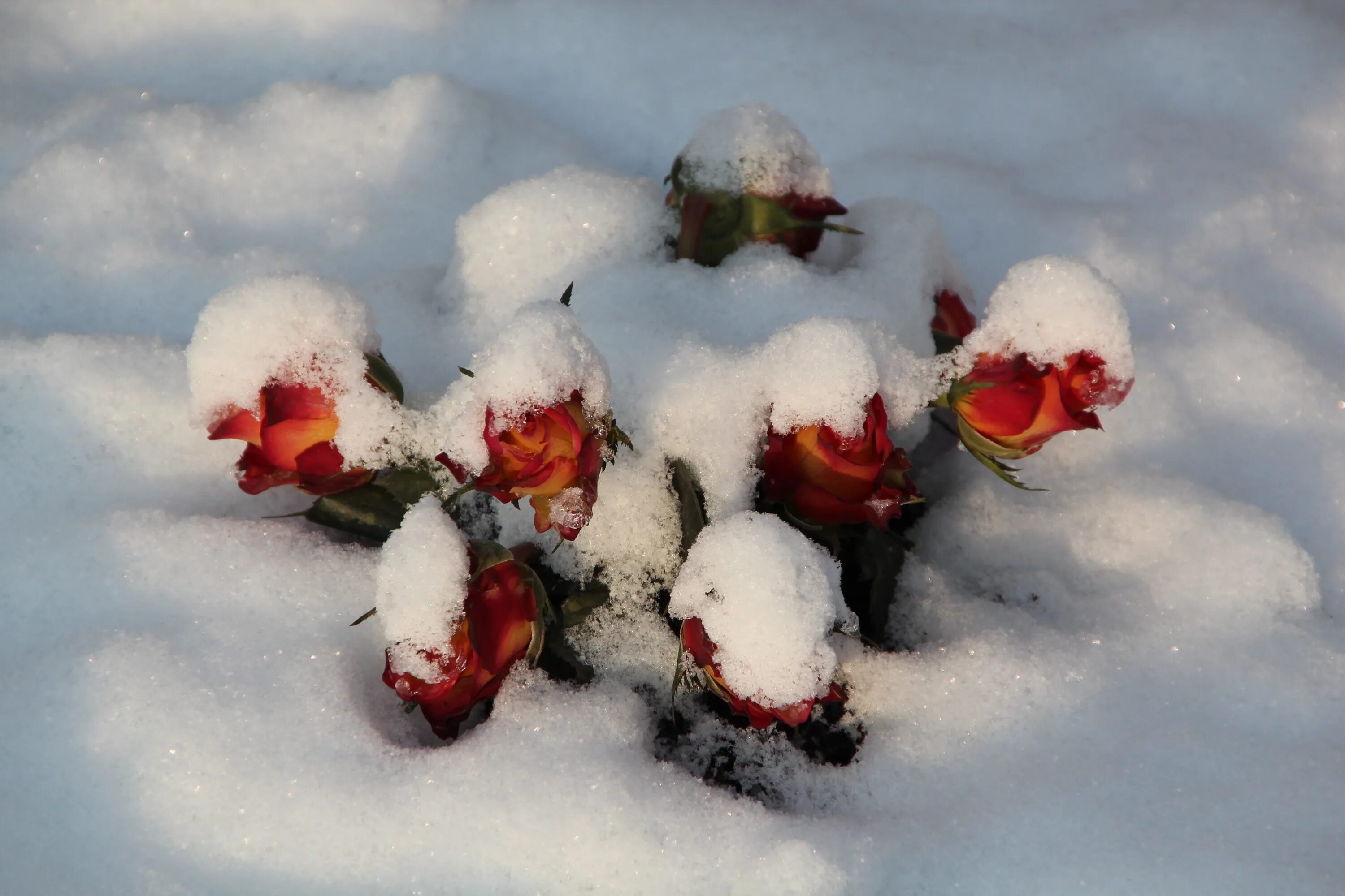 Цветы зимой. Валяние в снегу. Пионы под снегом. Цветы на могилу зимой.