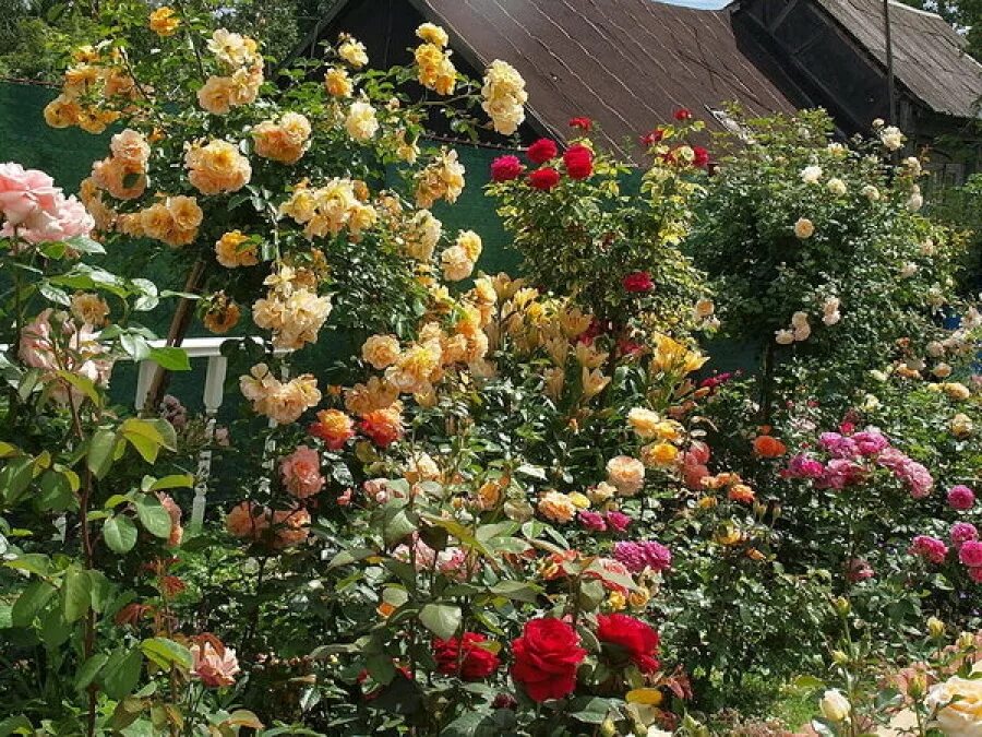 Лучшие розы для сада. Плетистые розы сады Англии.