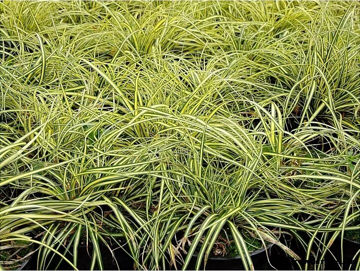 Осока каталог. Осока пальмолистная. Осока пальмолистная carex muskingumensis. Осока каталог. Осока власовидная bronze.