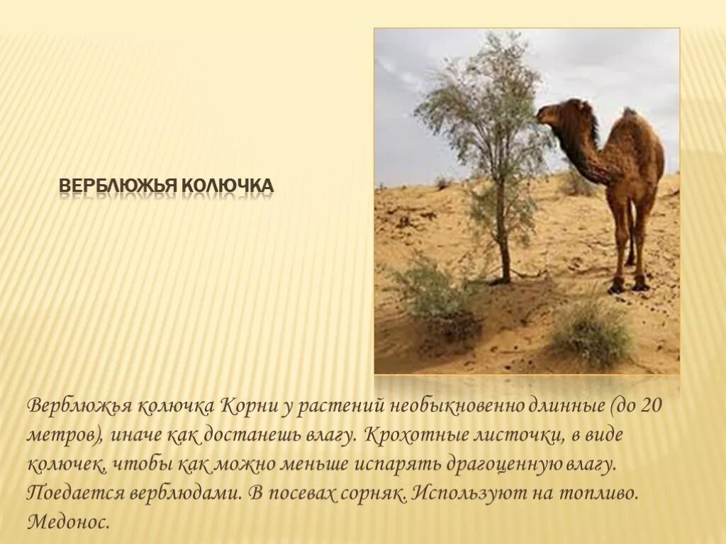 Верблюжья колючка сообщение 4 класс. Верблюжья колючка пустыни 4 класс. верблюжья колючка доклад. верблюжья колючка презентация. интересные факты о растениях пустыни.