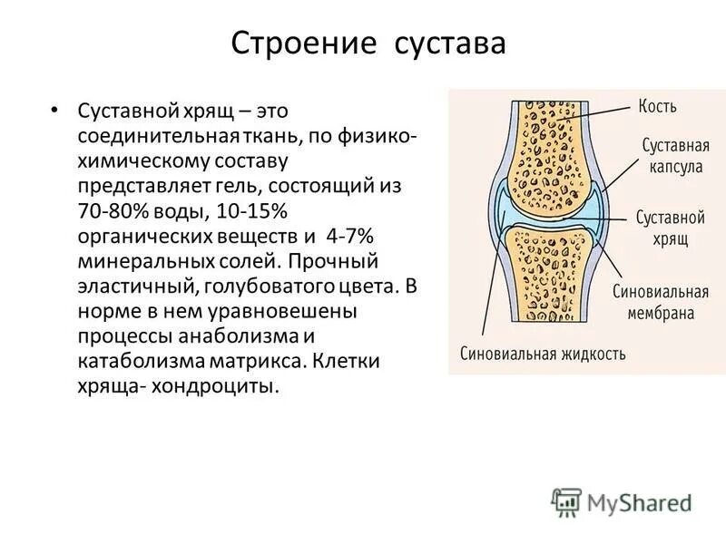 Строение сустава рисунок. Схема строения сустава анатомия. Строение сустава анатомия. Строение сустава. Строение сустава человека анатомия.
