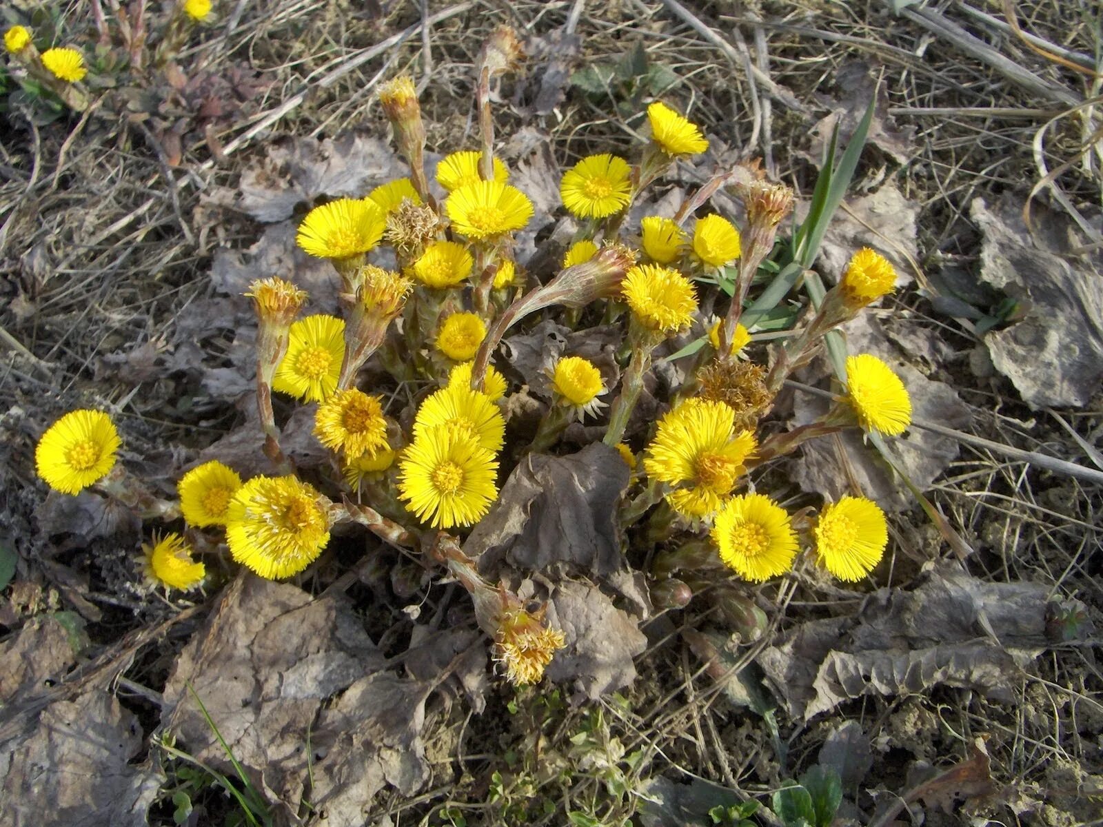 Поле мать и мачеха. Tussilago Farfara l.. Мать-и-мачеха. Мать-и-мачеха (Tussilago Farfara). Мать и мачеха 1732.