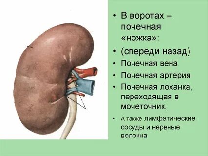 Создание свища на почке на латыни