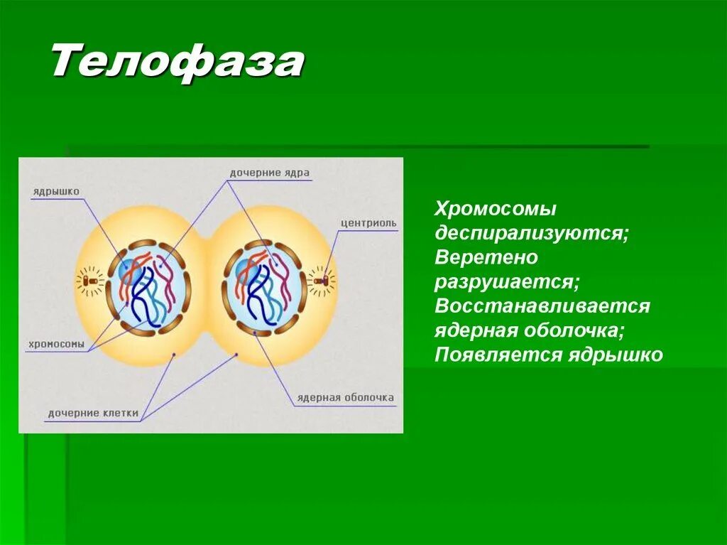 Деление клетки телофаза. Митозтеловаза. Телофаза митоза. Телофаза растительной клетки. Какие клетки участвуют в делении