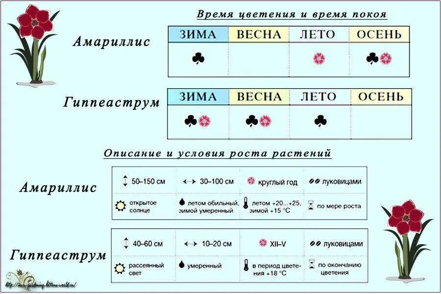 Зацвела какое время. Амариллис этапы цветения. Амариллис и гиппеаструм отличия. Гиппеаструм отличие от амариллиса. Гиппеаструм от амариллиса.