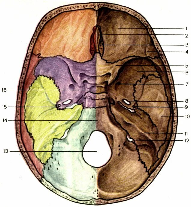 Области основания черепа. Основание черепа Черепные ямки. Внутреннее основание черепа анатомия. Кость основания черепа. Кости внутреннего основания черепа.