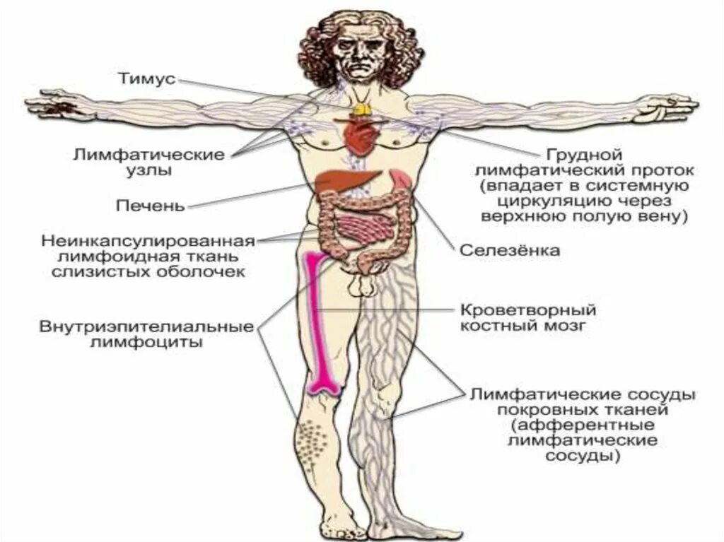 Тимус и лимфатические узлы. Лимфатические узлы печени. Лимфатические узлы печени анатомия. Афферентные лимфатические сосуды. Увеличенные лимфоузлы в печени