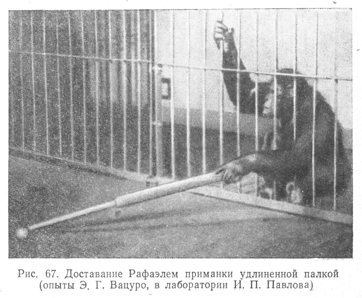 Исследования шимпанзе (вольфганг кёлер). Эксперимент с обезьянами и бананом и холодной водой. Обезьяна на лестнице. Эксперименты над обезьянами. Эксперименты с обезьянами.