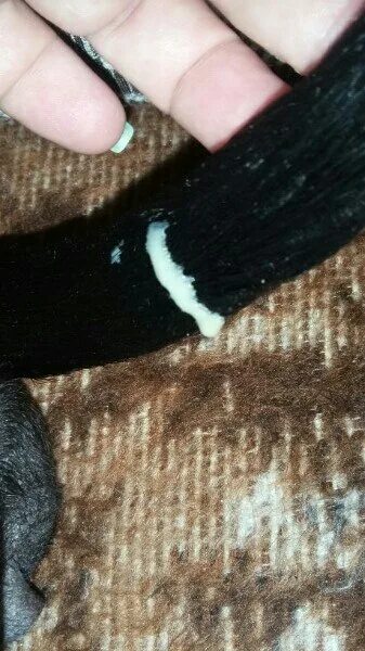 Промежностная уретростомия кота. Выделения из наружного отверстия мочеиспускательного канала. Пищеварительная дыхательная и выделительная системы собаки. Анатомия мочеполовой системы у собак. Выделение у кобеля из мочеиспускательного.