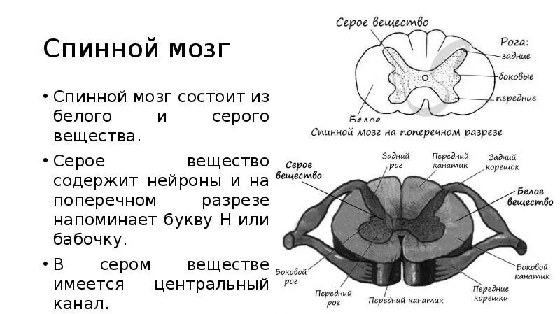 Спинной мозг строение поперечный срез. Схема поперечного среза спинного мозга. Строение спинного мозга на поперечном разрезе. Горизонтальный срез спинного мозга схема. Строение мозга серое и белое вещество