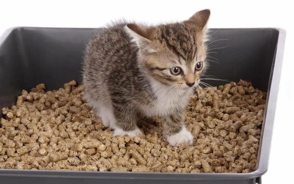 Кошку использовали. Кошку использовали