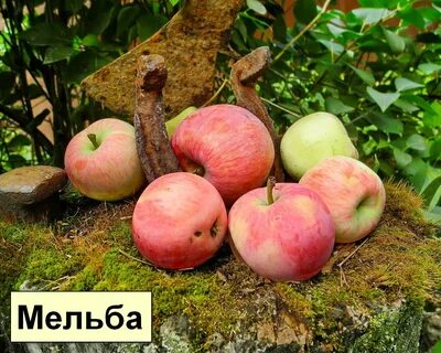 На какой год плодоносит яблоня мельба