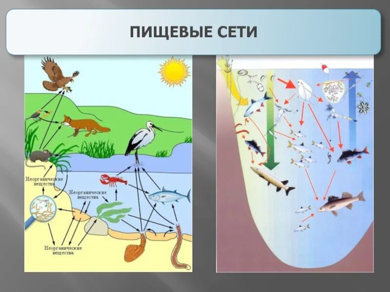 Трофическая структура водоема