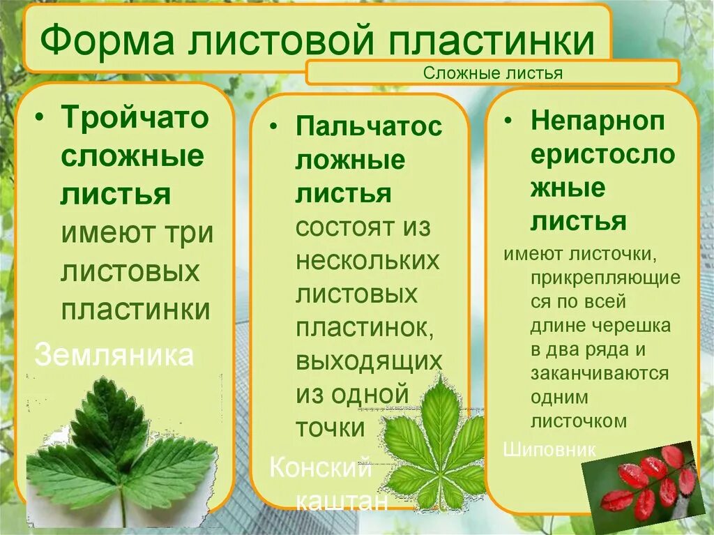 Состоит из листовой пластинки. Форма листовой пластинки. виды листовых пластинок у растений. типы листовых пластинок простые и сложные. форма листовой пластинки земляники.