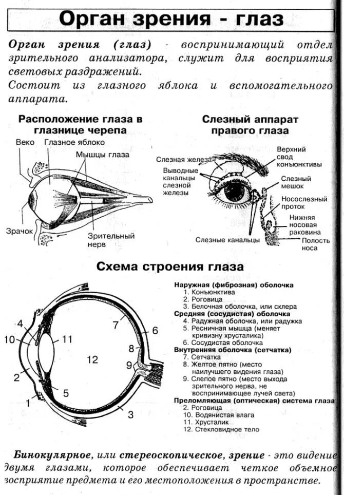 Орган зрения тест 8 класс биология. Строение оптического аппарата зрительного анализатора. Строение зрительного анализатора оболочки. Таблица орган зрения и зрительный анализатор. Анализатор строение и функции глаза.