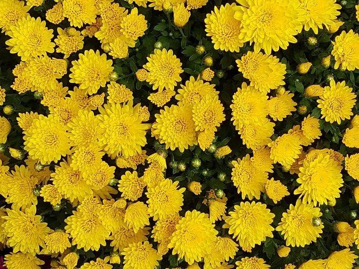 Free Images : nature, blossom, field, meadow, sunlight, petal, pollen, autumn, b