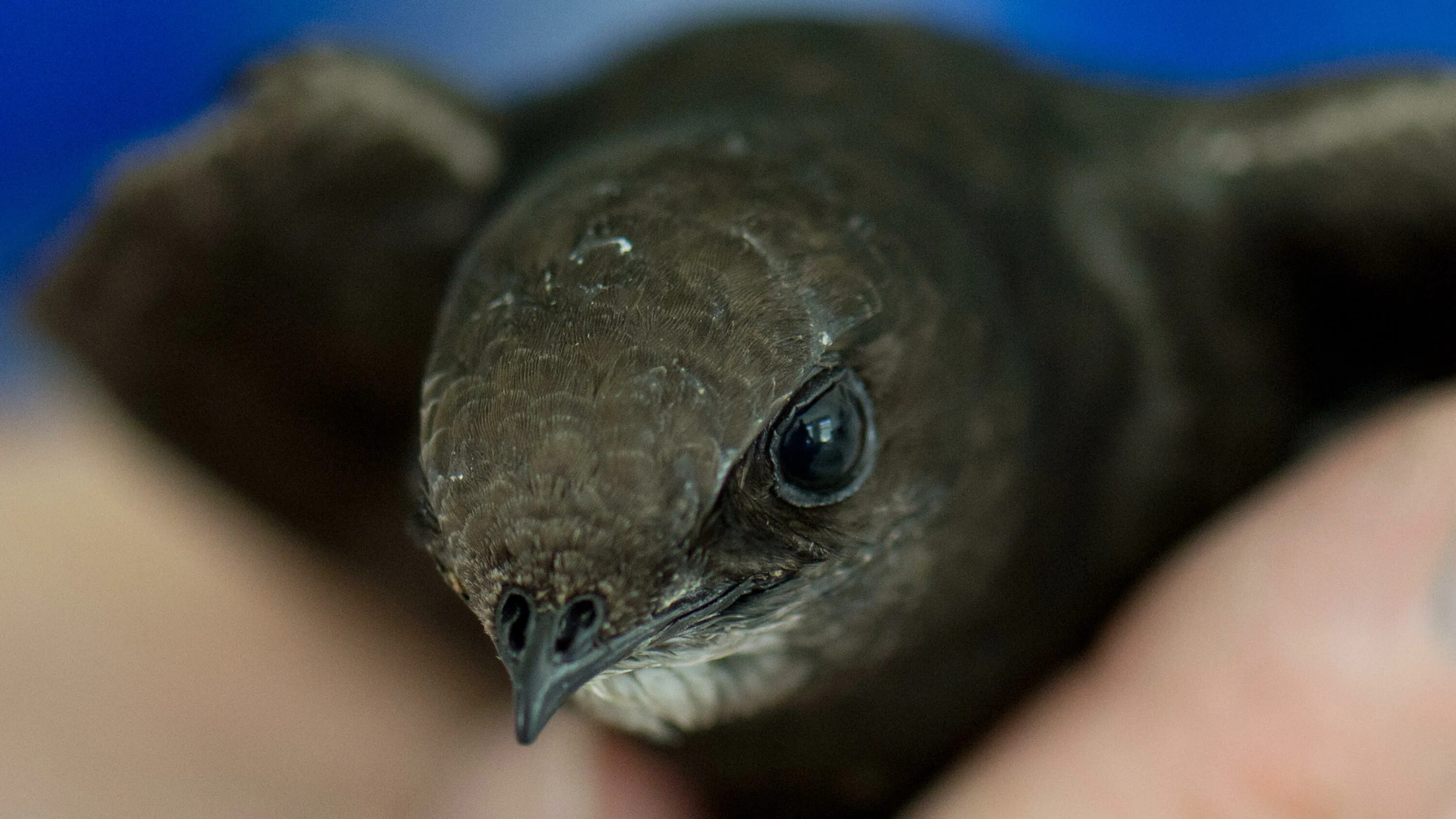 стриж птенец желторотик. клюв цыпленка. ухо совы глаз. птенец желторотик вороны. птенец синицы слеток.