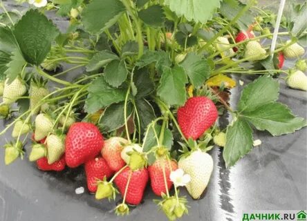 Клубника априка урожайность