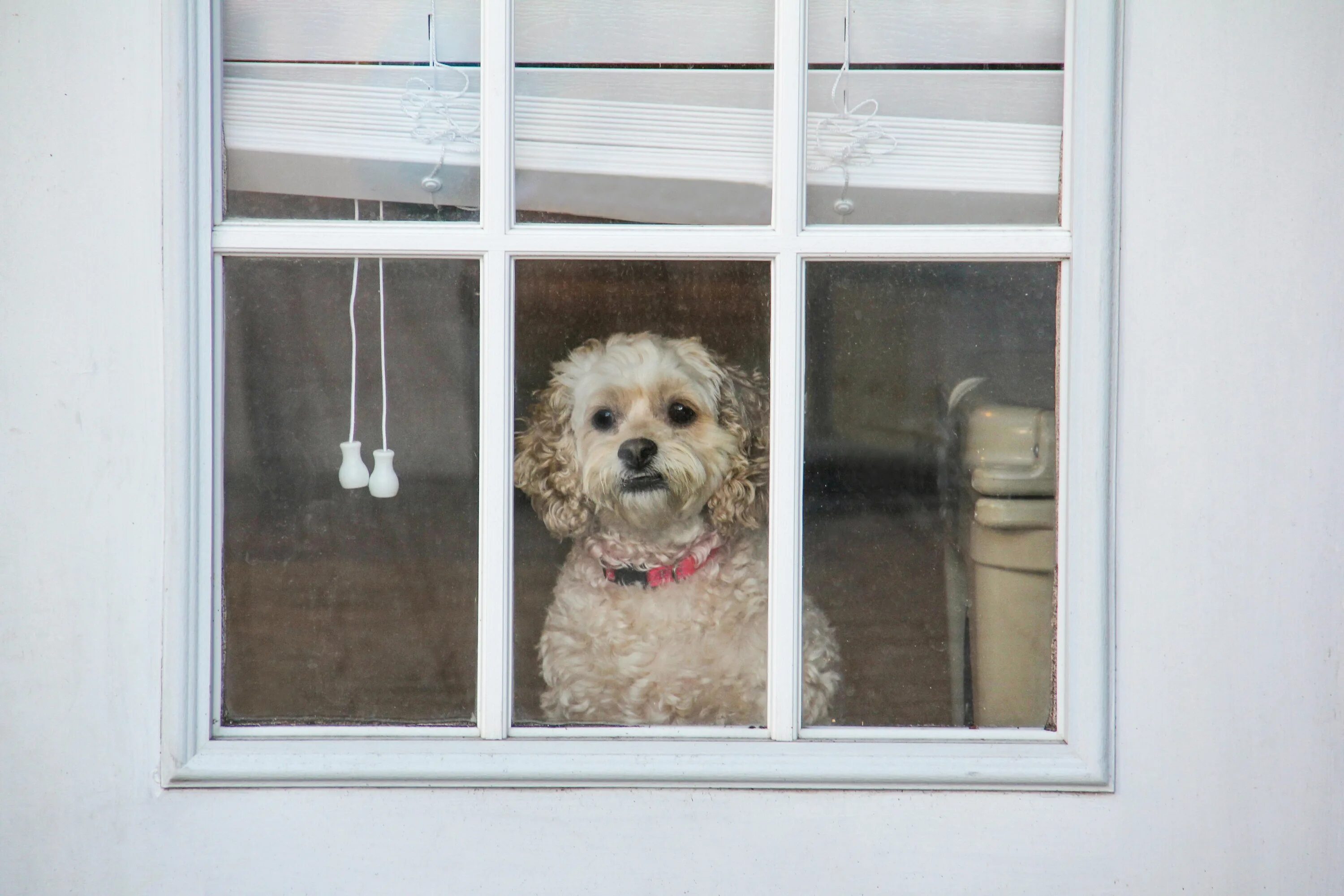 Собака в окне. Тревога разлуки у собак. Dog from back at the Window. The Pet looked out of the Window. I looked out of the window