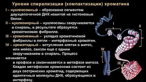 Последовательность спирализации хромосом