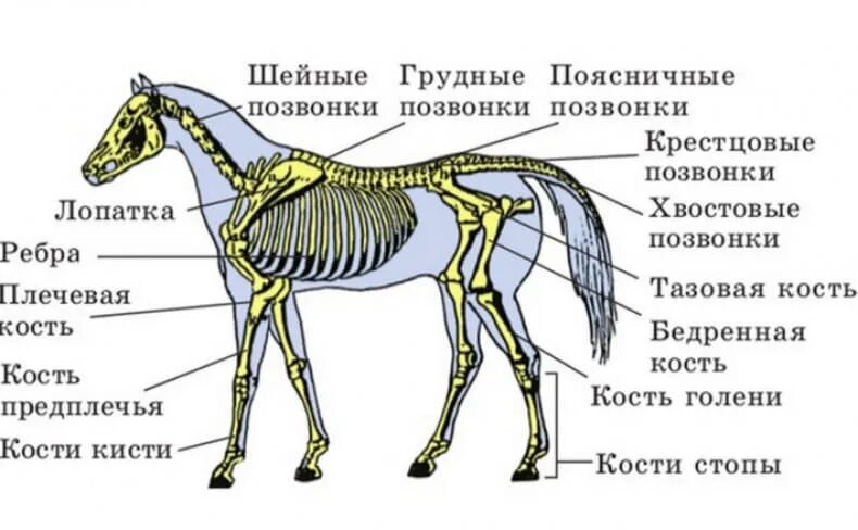 Парнокопытные строение скелета. Опорно двигательная система лошади. Осевой скелет лошади анатомия. Скелетное строение лошади.