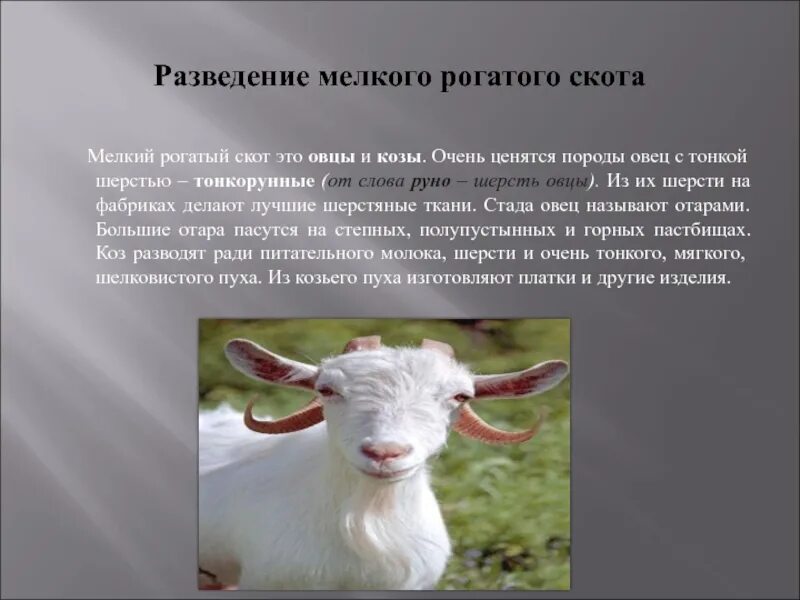 Сообщение о животноводстве окружающий мир