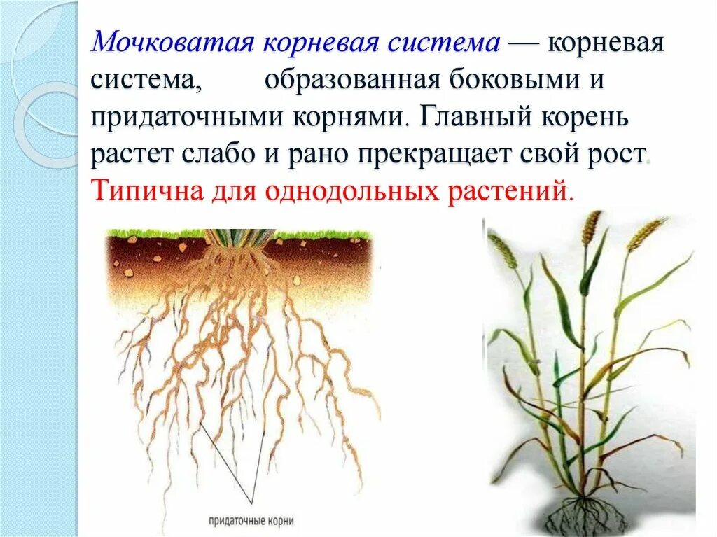 Корневая и мочковатая корневая система. Растения с мочковатым корнем. Растения с мочковатой корневой системой примеры. Мочковатая система корня.