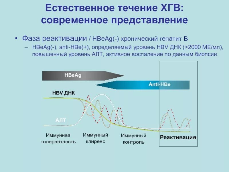 Течение хронического гепатита. Фазы течения хронического гепатита в. Естественное течение хронического гепатита в. Фаза реактивации гепатита с. Фаза иммунной толерантности при гепатите б.