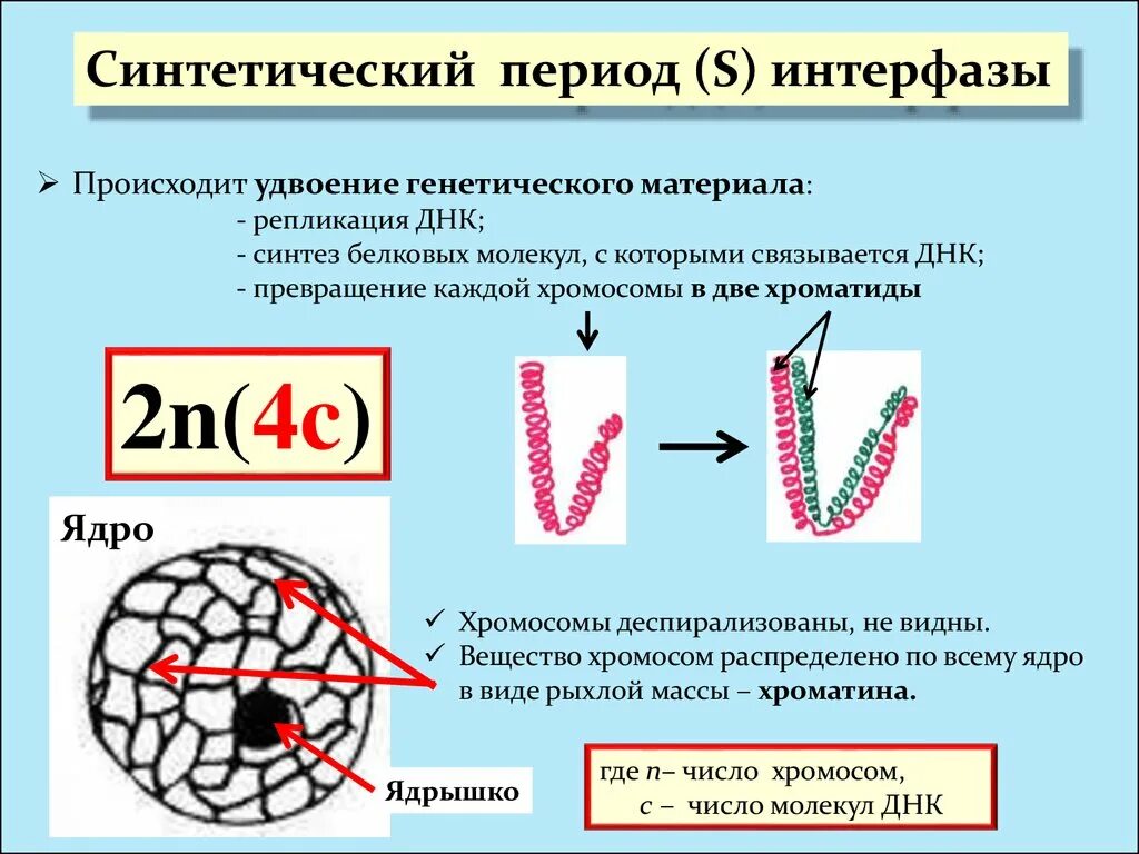 Удвоение генетического материала. Период удвоения ДНК В интерфазе. Удвоение ДНК В интерфазе. Репликация ДНК В интерфазе. 3 этапа интерфазы