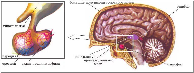 Расположение гипоталамуса и гипофиза. Гипофиз головного мозга анатомия. Гипоталамус гипофиз эпифиз схема. Строение головного мозга гипоталамус и гипофиз. Гипофиз передний мозг