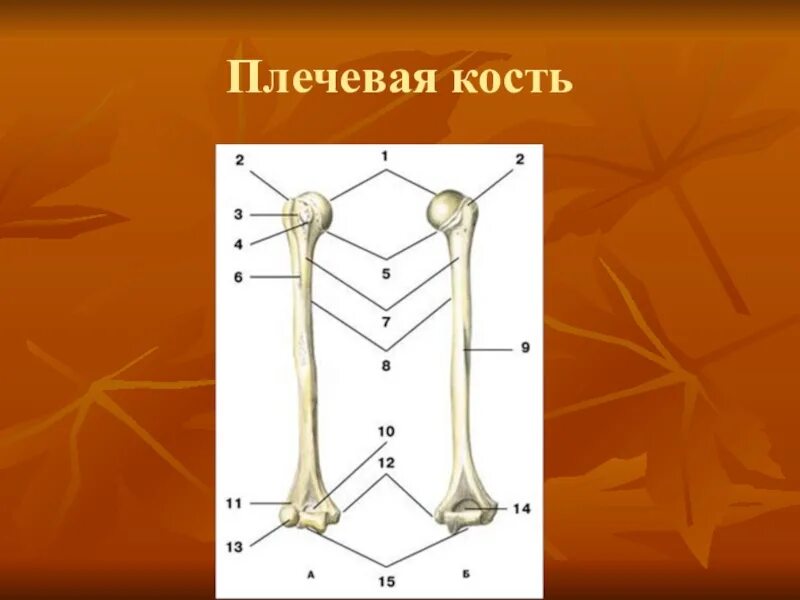 Плечевая кость. Плечевая кость на скелете. Скелет плечевая кость плечо. Плечевая кость скелета рисунок.