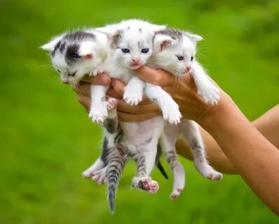 Три маленьких кота