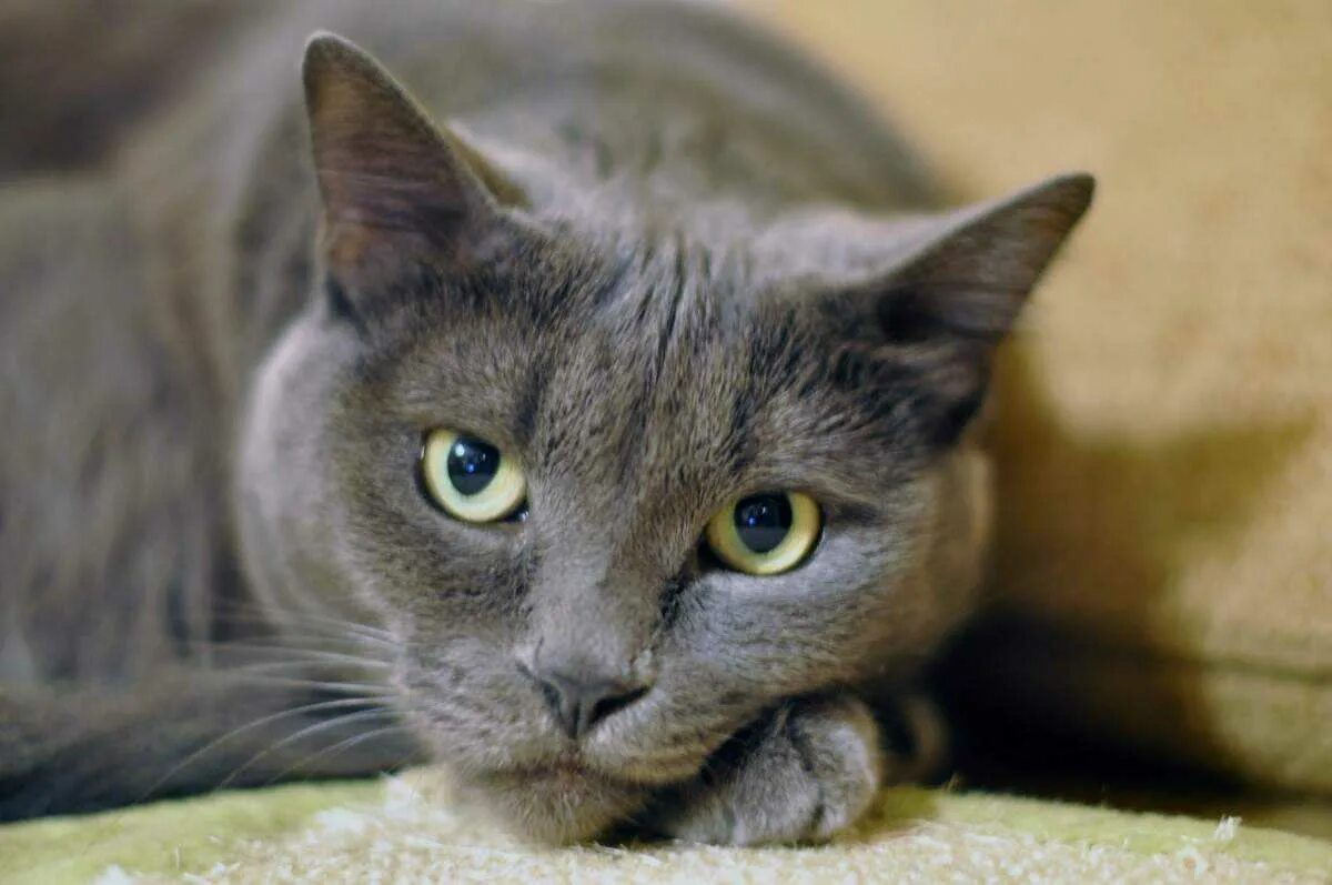 К чему снится кошечка. К чему снится серый кот. Спящие котики. К чему кошка снится кошка. Кошка спит.