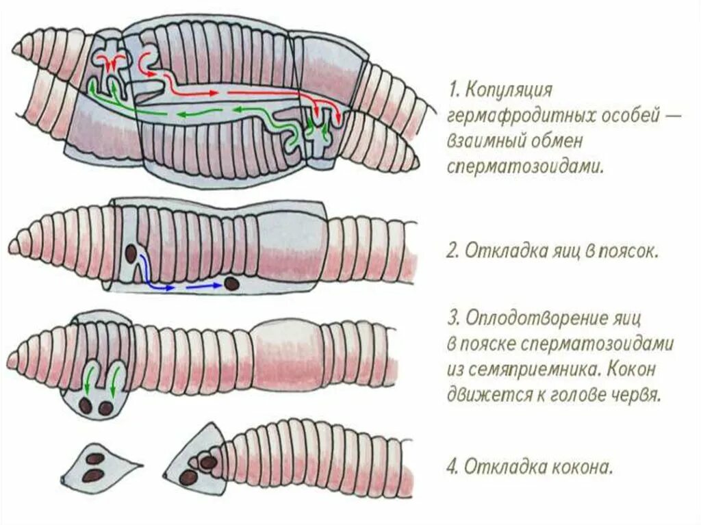 Проверочная работа по теме кольчатые черви. Цикл кольчатых червей. кольчатые черви дождевой червь размножение. кольчатые черви сегментация. схема размножения кольчатых червей.