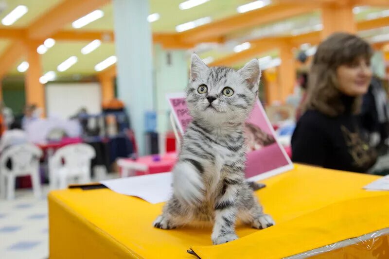 Выставка кошек йошкар ола. Выставка кошек. Выставка котят. Выставочные котята. Торговый центр Плаза выставка котов.