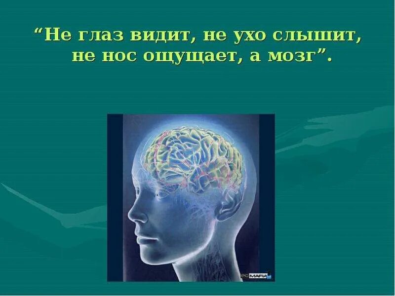 Глаза а мозг видит. Не глаз видит не ухо слышит не нос ощущает а мозг. Воспринимаем окружающий мир глазами мозгом. Как мы видим и воспринимаем мир. Не слышало ухо не видел глаз.