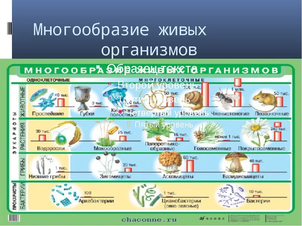 Систематика организмов биология. Многообразие живыеорганизмов. Многообразие живых организмов. Многообразие живых организ. Многообразие организмов биология.