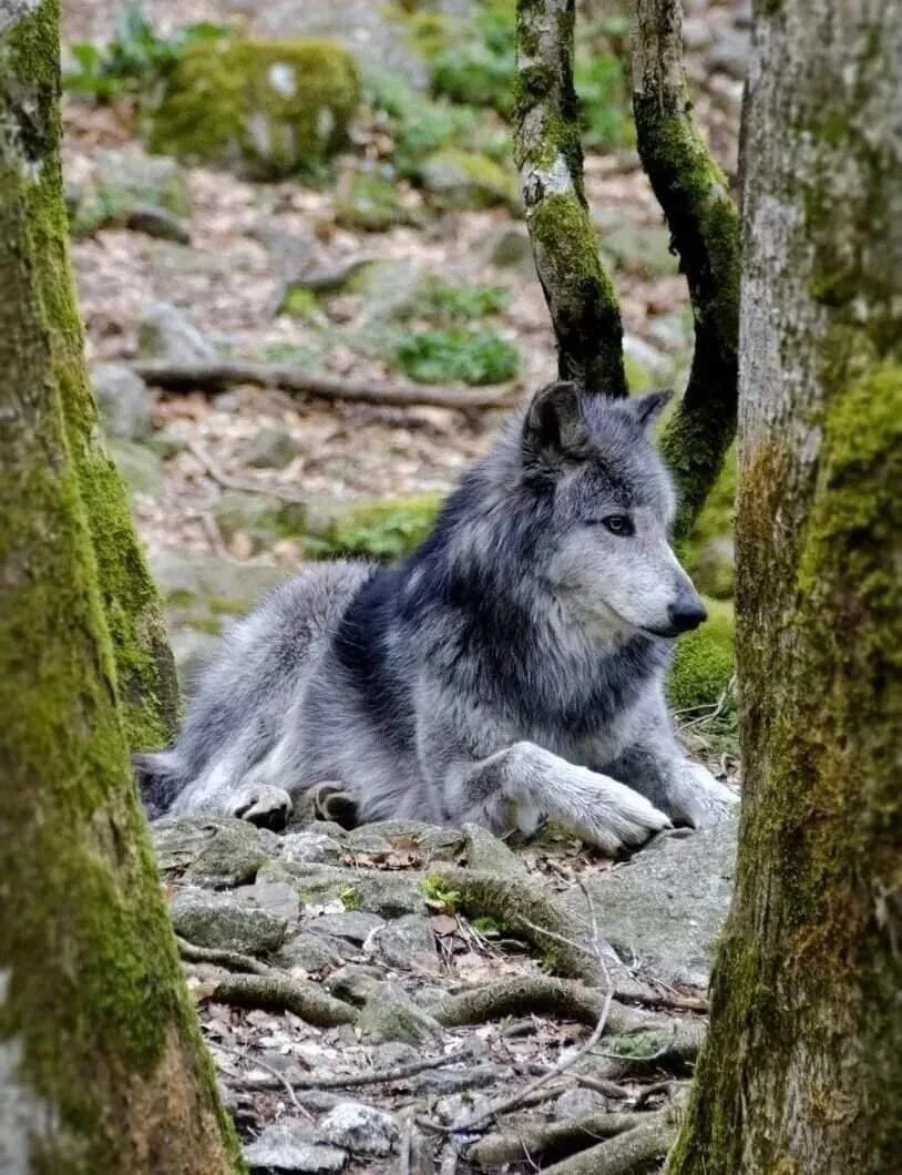 Волк. Волк серый. Красивый волк. Пепельный волк.