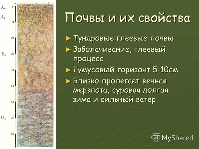 тип почвы в тундре. характеристика тундрово глеевой почвы. профиль тундрово-глеевых почв. состав тундровой почвы. тундрово глеевая почва генезис.