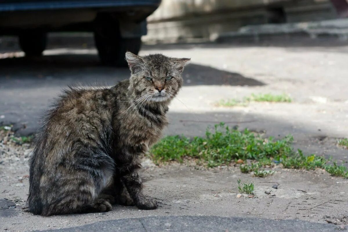 Дворовый это. Уличный кот. дворовый кот. серый дворовый кот. серый уличный кот.