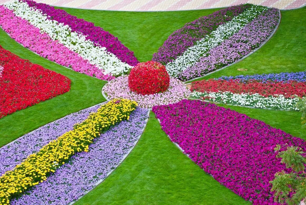 Al Ain Paradise парк. Цветы для клумбы. Разноцветные клумбы. Клумба для цветов. Цветущей клумбы