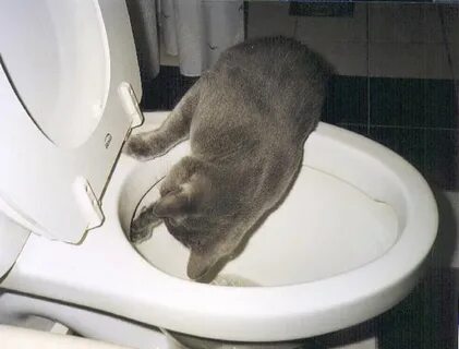 Какать главное в лоток песня кота